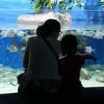 L'aquarium, une sortie en famille idéale par temps de pluie