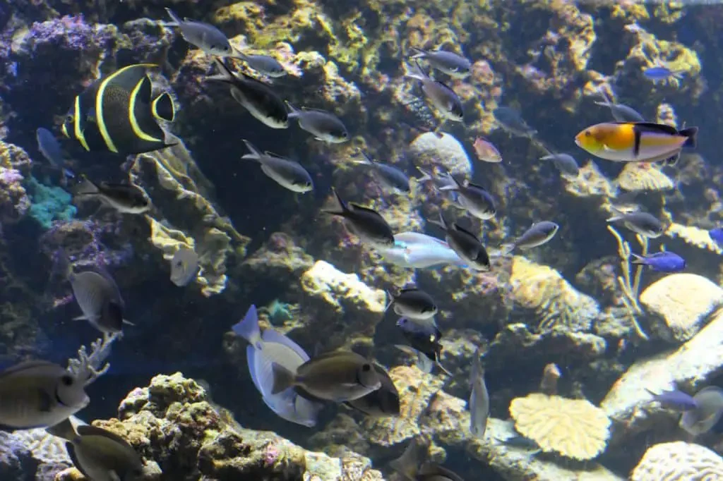 L'aquarium, un lieu idéal pour sensibiliser à la biodiversité