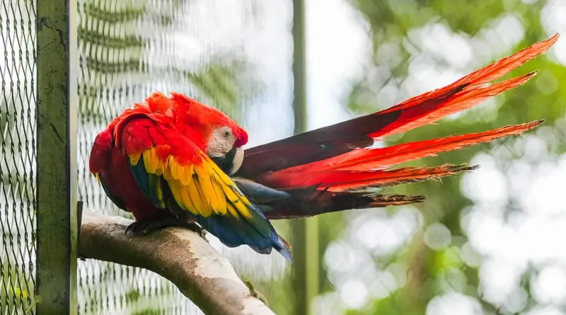 Un perroquet multicolore au zoo du Parc des Mamelles