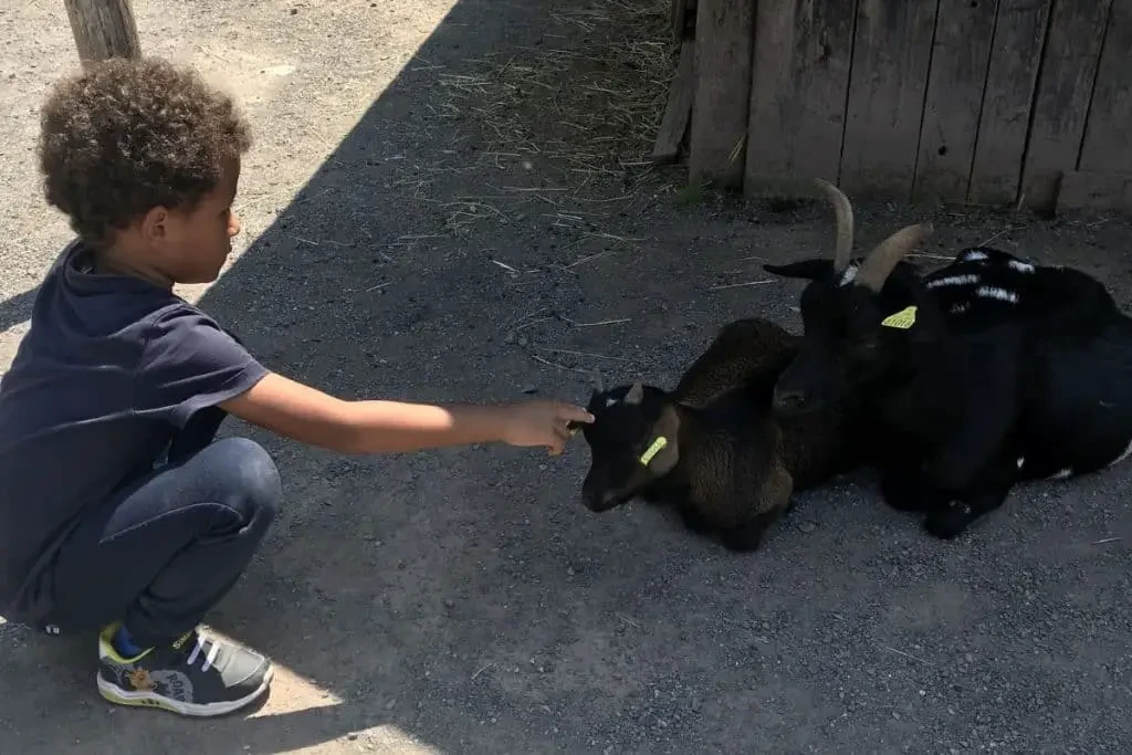Les enfants peuvent caresser les animaux de la ferme à Sainte-Croix