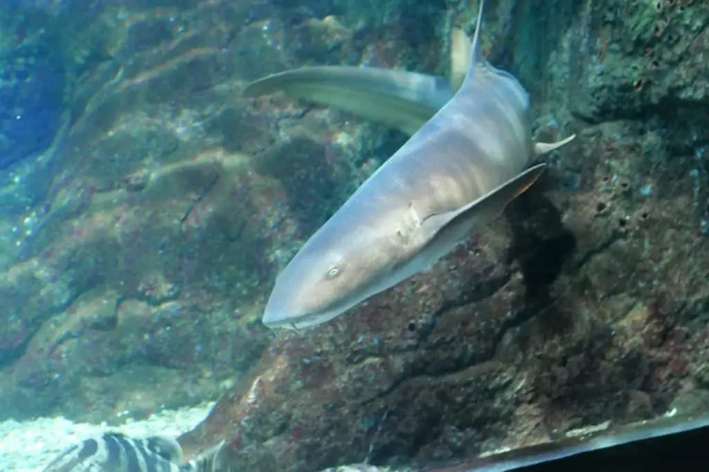 Visiter un aquarium pour être hypnotiser le charme des requins
