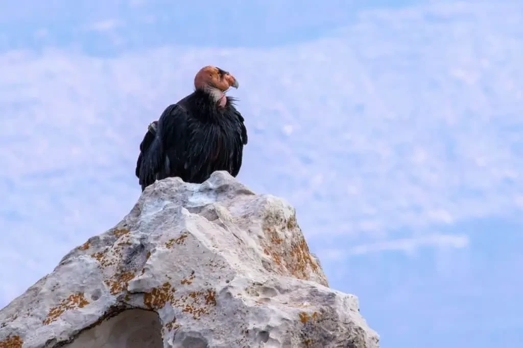 Condor de Californie sauvé d'extinction grâce aux efforts des parcs animaliers