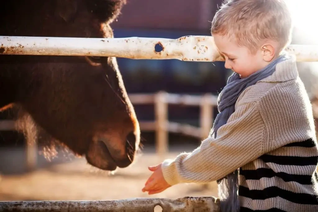 Petit garçon en train de toucher un âne